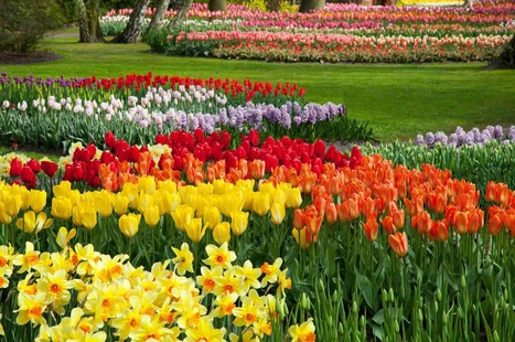 quote, picture, flowers, tulips, spring, life, people, happiness, future, present, love, thoughts, feelings, heart, soul, peace, balance, 